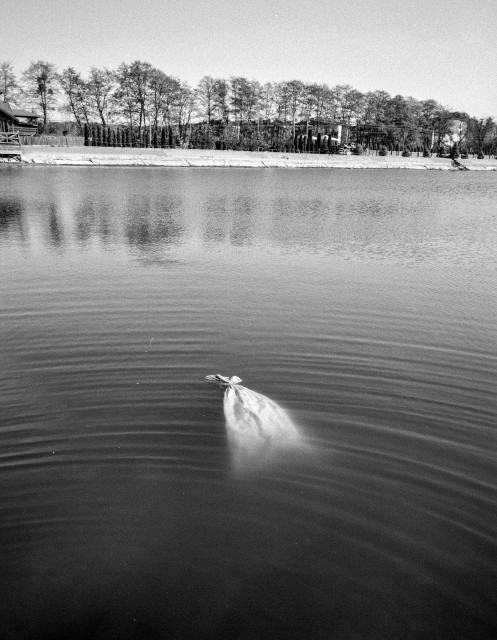 The black-and-white photograph depicts a calm lakeside scene with a striking and unsettling detail in the foreground: a tied sack floating in the water. It drifts just beneath the surface, creating gentle circular ripples that spread outward across the otherwise still lake. The water has a soft, textured sheen, adding to the quiet tension of the scene.

In the background, a row of leafless or lightly leafed trees lines the opposite shore, their reflections faintly visible. Behind them, a few buildings blend subtly into the landscape