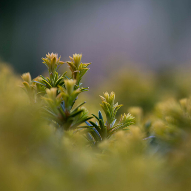 Photo taken from close-up of a few stalks with clusters of yellow-green leaves sprouting from the end, above, just about visible, darker green needles. The bottom left is all ligth green blur, the background is more of the same and, above, nondescript grey-green and almost-white.