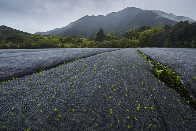 A landscape photo showing a misty mountain rising in the background, its dark, wooded slopes fading softly into a pale, overcast sky. In front of the mountain, a dense band of mixed green trees and shrubs forms a natural border. The entire foreground is filled with several wide, gently curved strips of dark grey woven fabric stretching from the bottom edge towards the trees, creating strong leading lines into the distance. Scattered across this fabric are many tiny, bright, yellow-green tea leaves, each only a few centimetres tall, pushing up through the weave and adding a delicate, dotted texture to the otherwise uniform surface. 