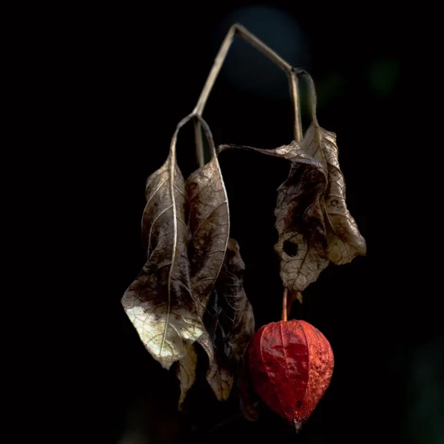 Zweig einer Lampionblume. Laub und Stiel braun, weil Winter. Fruchtstand immer noch leuchtend orangefarben. Der Stiel ist geknickt, das Laub hängt schlaff herunter.