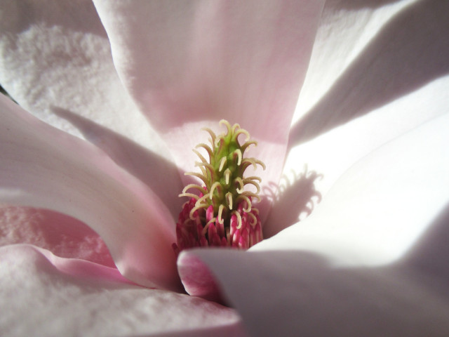 Stempel und Staubfäden einer Magnolienblüte aus der Nähe