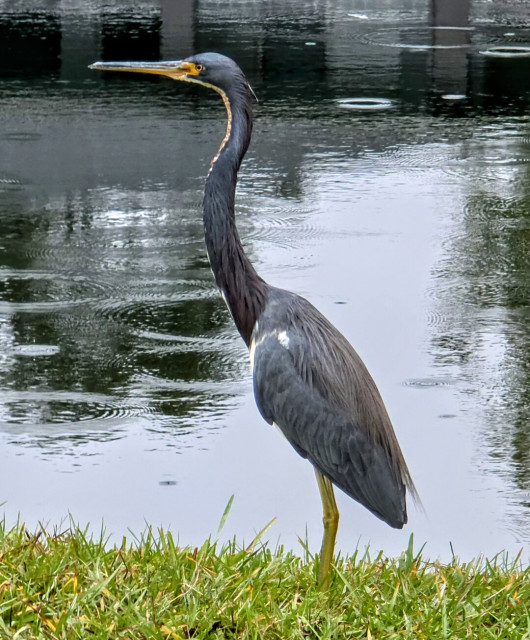 Tall, colorful heron standing in a grassy area next to a pond.
