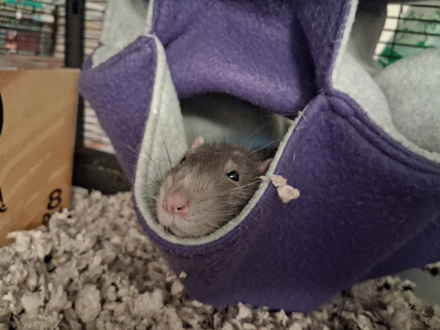 
cute pet rat lounging in a hammock, looking extremely self-satisfied