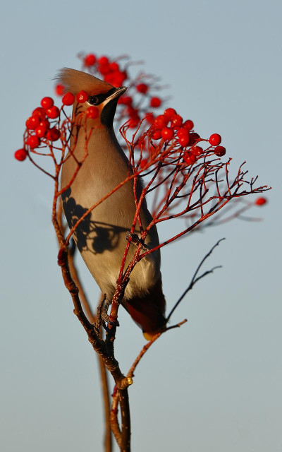 A Bohemian Waxwing with his lovely feather quiff on the head sitting at the top of a Rowan tree, a branch with red berries surrounding him, pale blue sky in the background.