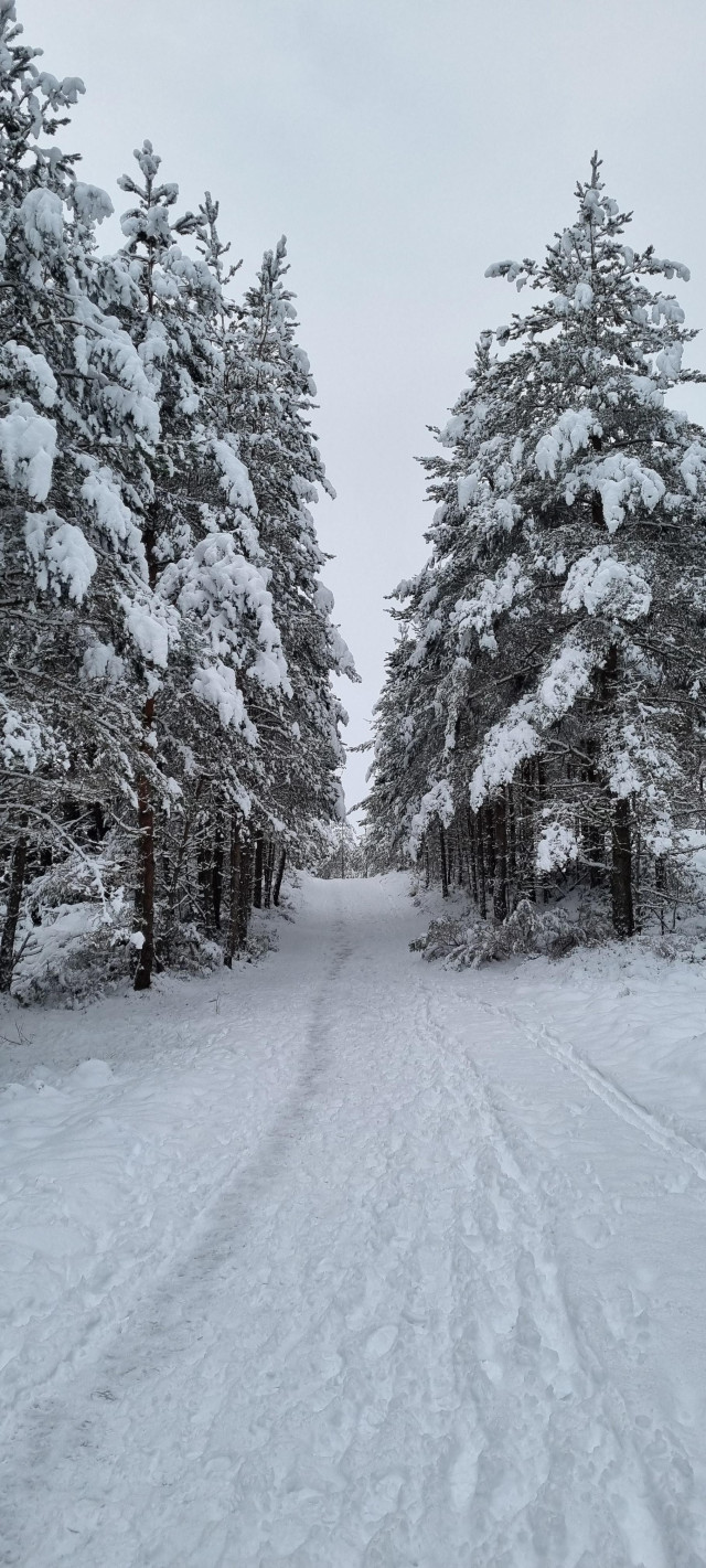 A tree lined path covered in snow.