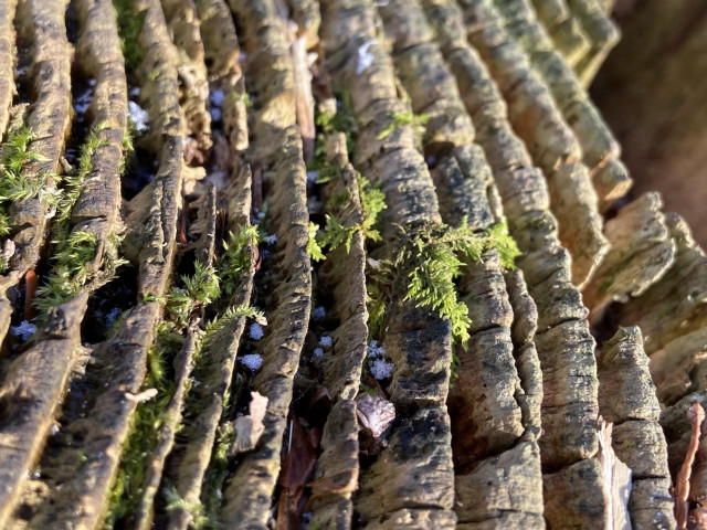 A closer look at some of the moss, looking straight down. Little green tendrils coming out of the valleys between the tree rings. 