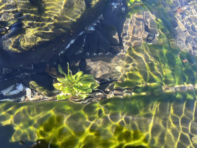 A small green plant and algae-covered rocks under shallow water. The bright wavy lines of the caustics are bright green because of the algae. 