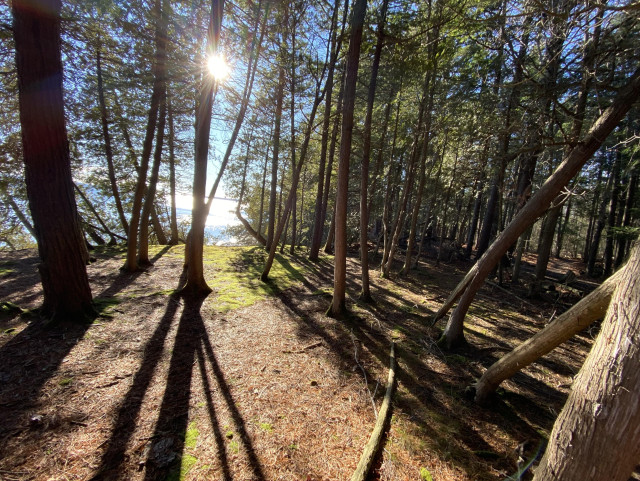 A forest scene. It's noon but we're in the north close to solstice, and the sun is low in the sky, casting long tree shadows towards us. The ground is partly brown, with lovely patches of bright green moss. 