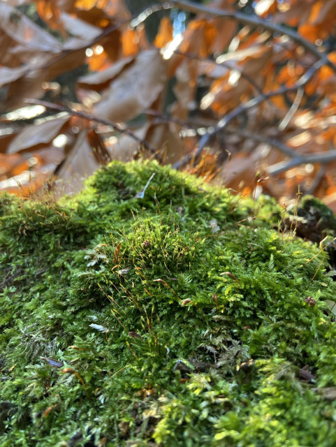 Bright green luxuriant moss, with little sporophytes, lit by the sun, with some brown tree leaves behind. 