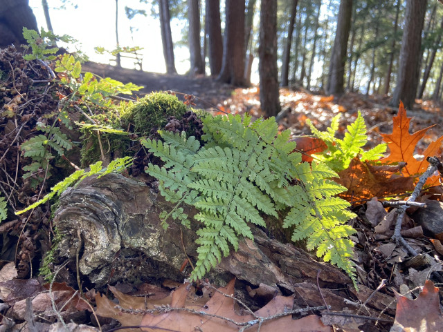 Beautiful green ferns and some fallen oak leaves on the forest floor, lit by the sun from behind. 