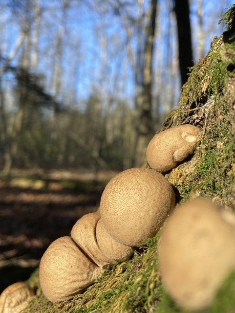 A cluster of beige puffball mushrooms growing on a moss-covered tree trunk. 