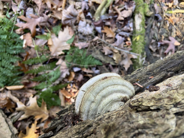 Looking down at a shelf mushroom growing out the side of a horizontal tree trunk. Below it, out of focus, are deep green ferns to the left, and a moss-covered log to the right. 