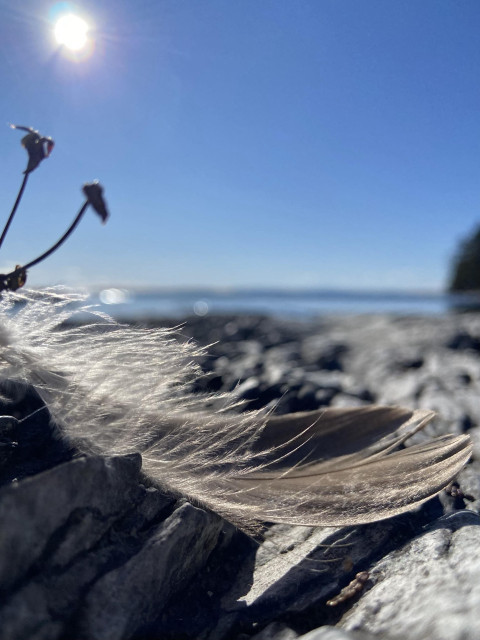 A gray bird feather sits concave side up on a rocky shore, under a blue sky with bright sun. The photo is taken from ground level, and we see a tiny strip of lake on the horizon, a different blue than the sky. 