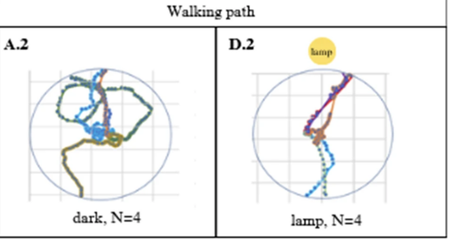 Image showing the walking path of selected beetles. On the left is the paths walked by four beetles in the dark. The paths are not straight. On the right is the paths walked in the brightest condition. They are much straighter.