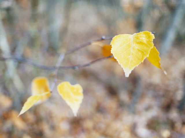 Bokehlicious november leaves on a branch