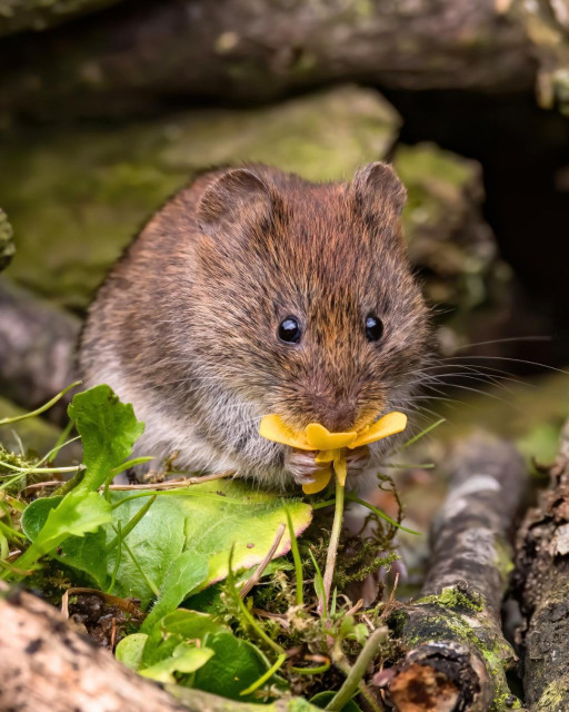 brown vole smelling yellow wild flower