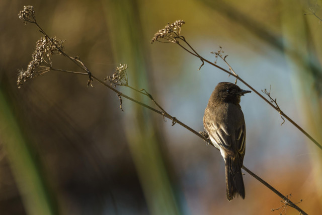 a dark drown bird sits on a diagonal stem of dead fennel. It is a Black Phoebe and looks to the right