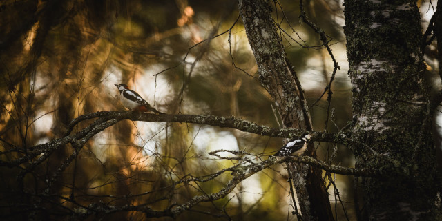 A wide aspect ratio photograph of two woodpeckers sitting a small distance from each other, on different branches of the same birch tree and facing away from each other.

The trunk of the birch is towards the right edge of the photo and a branch of another tree is right next to it to the left. 

The birds sit in shadow, but the blurry forest background, with out of focus trees further back, is bathing in golden light.