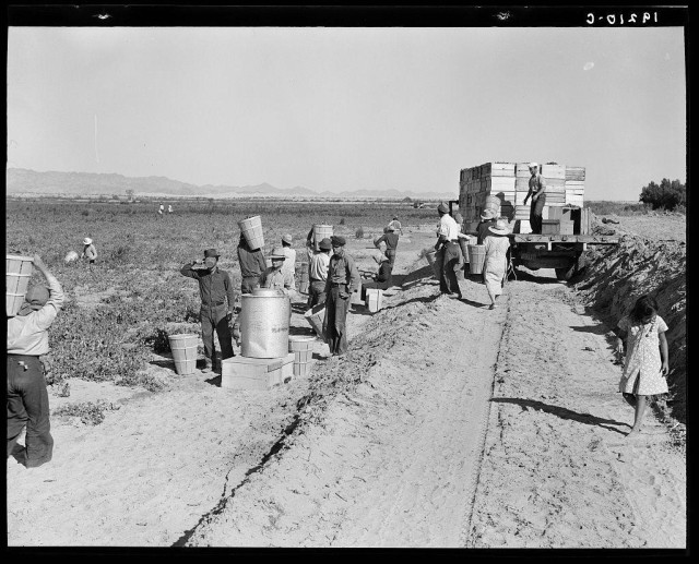 The image depicts a rural scene with several individuals engaged in agricultural work, specifically picking peas. This activity is taking place on Sinclair Ranch, which has recently been planted with pea crops. The workers are seen carrying baskets and containers filled with the harvested produce along what appears to be a dirt path leading towards a collection truck.

In addition to adult pickers, there's also at least one child visible in the scene, walking away from the group of workers. This indicates that family involvement is present within this agricultural labor force. The setting suggests an expansive field area with no significant trees or structures nearby. In the background, we can observe a flat landscape and possibly some distant hills.

The image conveys a sense of community effort in agriculture, highlighting rural life during what appears to be mid-20th-century California, as indicated by its black-and-white composition which is typical for that era's photography. The presence of Sinclair Ranch suggests this may have been part of an organized agricultural operation or farm system.