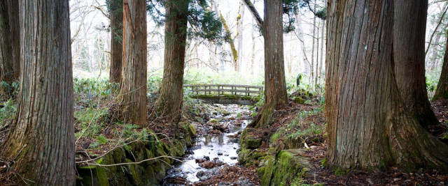 Anamorphic panoramic photo of trees and a foot bridge at the Togakushi Okusha shrine, Nagano. 