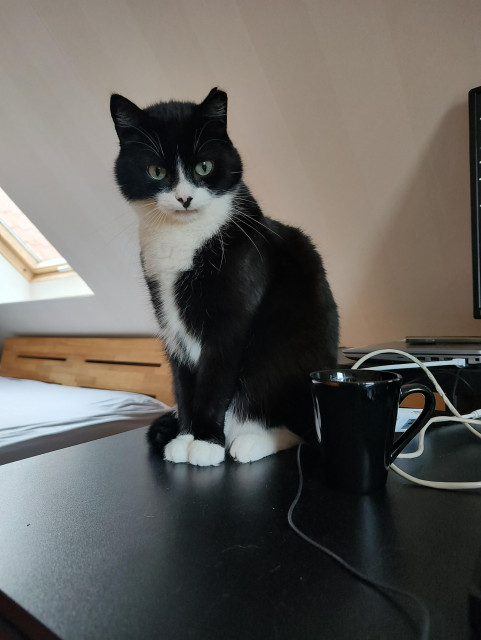 Kater Phips sitzt vor einer leeren schwarzen Kaffeetasse und blickt sehr skeptisch darauf 