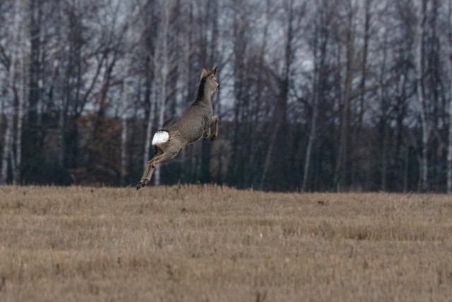 Косуля в прыжке