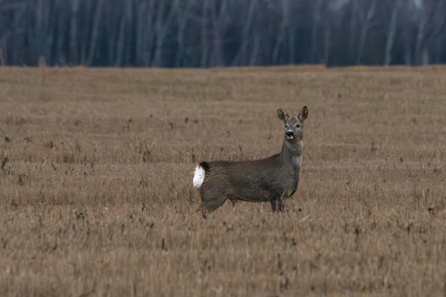 Самец косули 