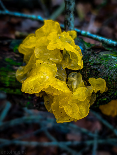 A Yellow Brain Fungus growing on a dead tree.The fungus has a striking, gelatinous, deep yellow color. Its fruiting body is irregularly shaped, highly lobed, and convoluted, resembling a tangled mass of brain-like folds or gelatinous leaves.