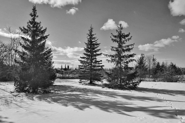 Three large pine trees are seen with their shadows shown on the snow covered ground. White puffy clouds are seen in the sky and many trees can be seen in the background in this black and white image.