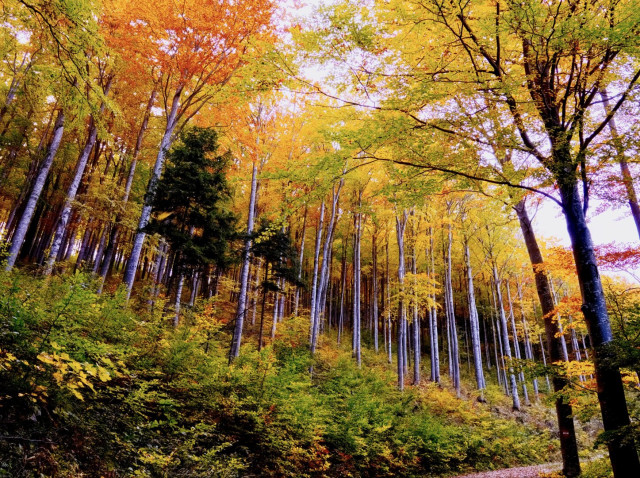 Forest scenery in the autumnal wienerwald, lower austria