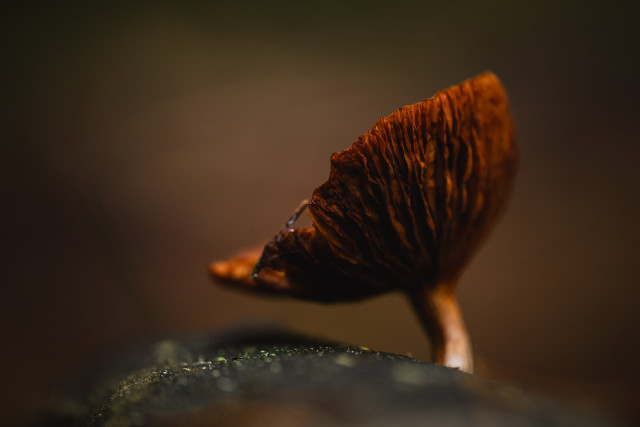A close up photograph of a mushroom with concave cap, which together with the stem gives almost the shape of a parabolic antenna.

The mushroom grows on a dead log, which if mostly out of focus, apart from a very thin strip.

The gills of the mushroom are reddish brown and the stem lighter, almost whit towards the bottom.

The background is an almost uniform light brown/grey.