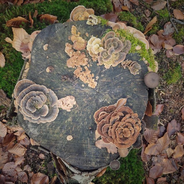 Ein quadratisches Foto, das einen abgeschnittenen Baumstumpf von oben zeigt. Darauf wachsen mehrere Schmetterlings-Trameten in unterschiedlichen Farben und auch noch zwei kleinere dunkle Pilze mit runder Kappe. Die Fruchtkörper der Schmetterlings-Trameten bilden zum Teil mehrfarbige Rosetten, die wie Blütenblätter wirken. Auf dem Waldboden um den Baumstumpf liegen vertrocknete Blätter. Moos wächst auf und um den Baumstumpf.