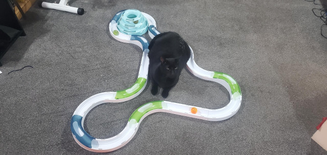 A large black cat sitting in the middle of a ball run circuit.