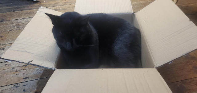 A large black cat chilling in a small box