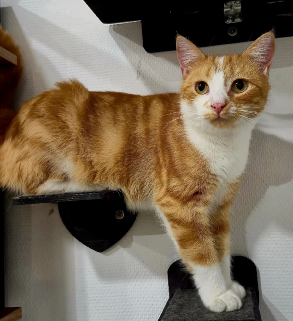 He’s a gorgeous ginger-and-white boy perched confidently on a wall shelf, showing off those bright eyes and perfect little socks