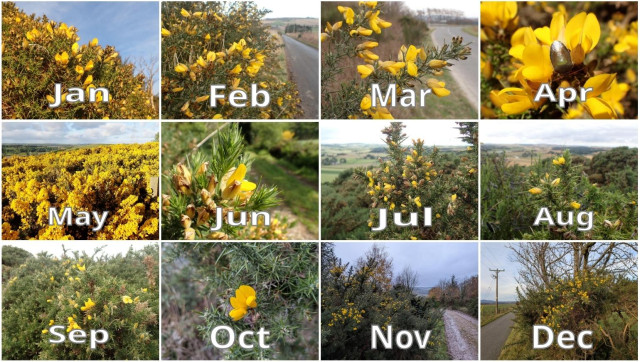 12 photos of yellow flowering gorse. One from each month of this year 2025.