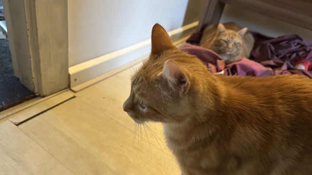 Washy the cat with George in the background