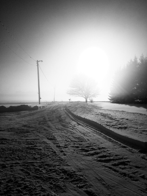 Looking into the glare of the morning sun snow can be seen covering the ground of a long driveway. Large pine trees are seen on the right and a utility pole is seen on the left, another tree in the center is partially obscured by the glare. This is a black and white image.