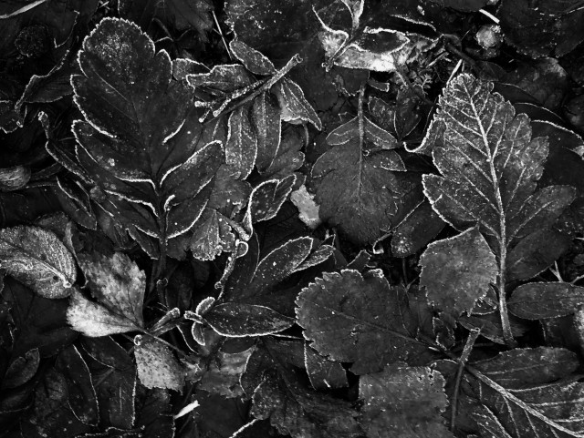 A B&W picture of leaves on the ground. After a frosty night, the outlines of the leaves are frozen white.