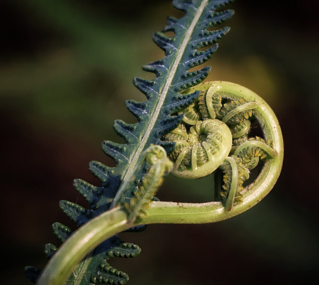 Close-up of two fern fronds: a mature, dark green frond and a young, unfurling frond with a tightly coiled spiral tip. The young frond is partly twirling around the mature frond, showcasing the delicate transition from bright green new growth to the established, feathery foliage. The background is softly blurred, emphasising the intricate detail of the fern’s natural development.