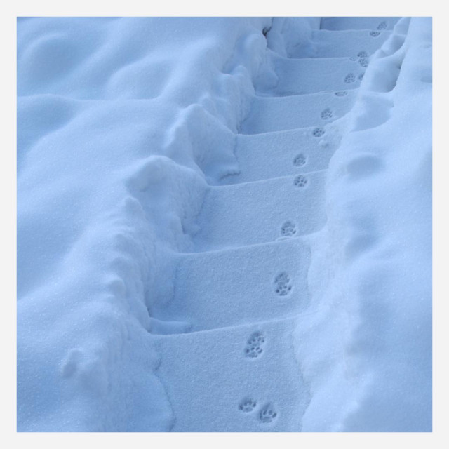 Eine schmale Gartentreppe im Schnee von oben. Die Treppe hinunter sind Abdrücke von Katzenpfoten zu sehen.
//
A narrow garden staircase in the snow, seen from above. The prints of cat paws can be viewed down the stairs.