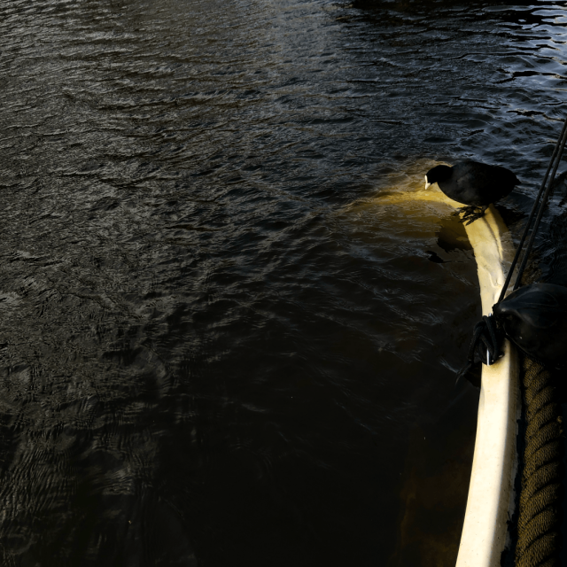 Photo of dark rippling canal water with a partly submerged boat seen on the lower right of the frame with an Eurasian coot standing on its rim, looking down into the water.