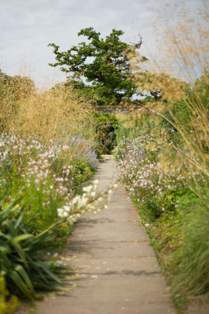 Photo looking down a straight concrete path that ends in a wall from behind which a wide dark trees rises. The wall is obscured by more dark foliage. The plants along the path are a few shades lighter, and tall yellowing grass heads and white and a few violet flowers spring up from either side.