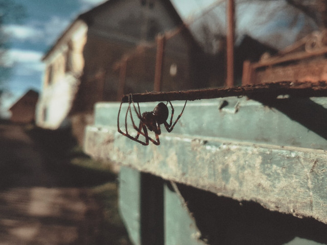 A European cave spider that I found in the stored car tyres in the cellar after the involuntary relocation.