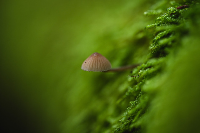 A close up photograph of a small mushroom, centered in the image, growing on an almost vertical wall of bright green moss. 

The stem of the mushroom grows out horizontally to the left and turns up just at the cap, the bend in the stem hidden. The cap is the normal way up. The stem is brown and quite thin and the cap striated and bell shaped, also brown but lighter towards the edge.

The mushroom and a small sliver of the moss are in focus, the rest of the photo is a large, green blur.