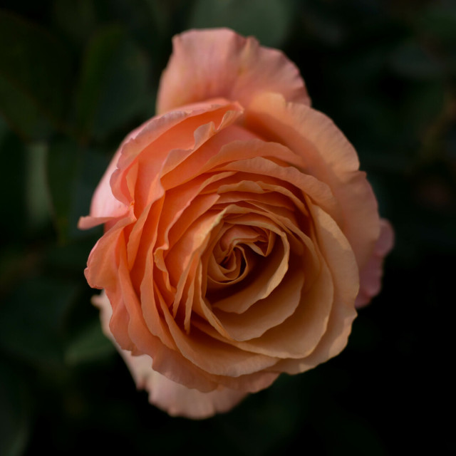 Photo of a peach-coloured rose, petals closely, but not tightly, furled. The background is a wash of dark green.