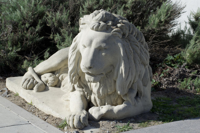 Picture of a white stone sculpture of a lion, probably just made of old sculpted concrete in the early 20th Century. It is lying in a relaxed position with its back legs slightly stretched out to the side, and its tail draped over the feet. The front paws are also relaxed. Its face is neutral, and realistic enough. But- there is also something slightly human-looking about the eyes and nose.

It’s on a white platform in front of some evergreen bushes and by a bit of a sidewalk. There is bright sunlight shining on it from the side, so it’s lit up well but also half of its face is in shadow, which helps display its sculptural shapes. 