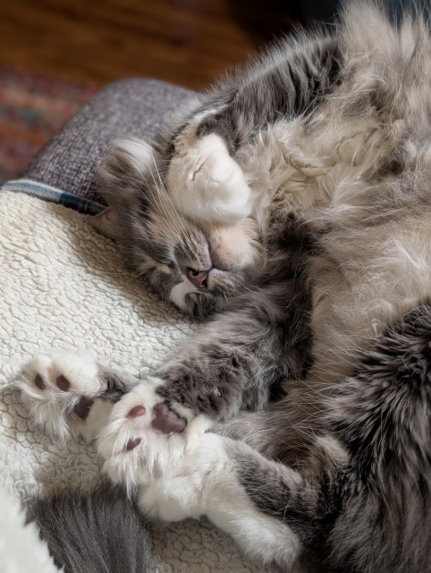 Vertical photo of a very floofy grey and white kitty curled around on her back and side in a backwards letter "C." One white-mittened paw curls fetchingly beside her slightly tawny little chin, the white blaze of her nose and fur-lined ears smooshed adorably upside-down against a fleece blanket on the chair, while her other paws are all drawn together in a bouquet of dark, pinky-brown beans heavily tufted with white. The soft stretch of her long legs are pearl grey, as is the outer fluff of the backwards alphabet she describes, a host of white tummy fluff filling the rest of her space.