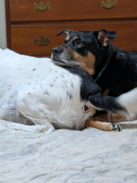 A photo of my dog Anakin laying his head on our other dog Poe's butt