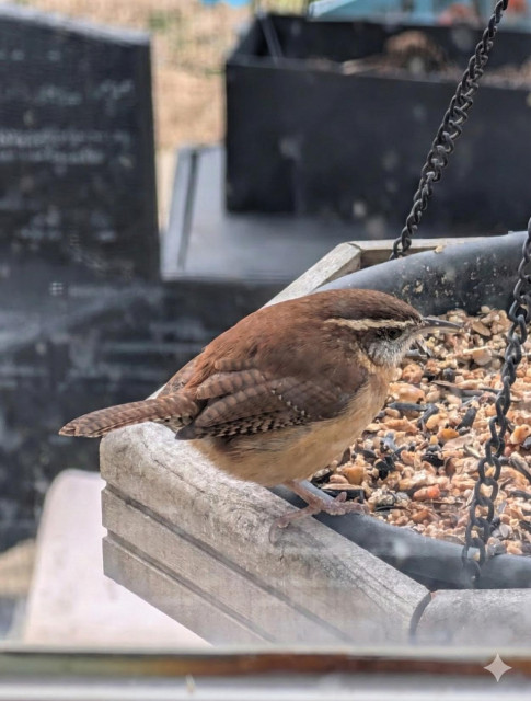 A photo of a brown Carolina Wren on our bird feeder